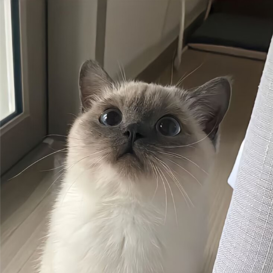 梦三鸢