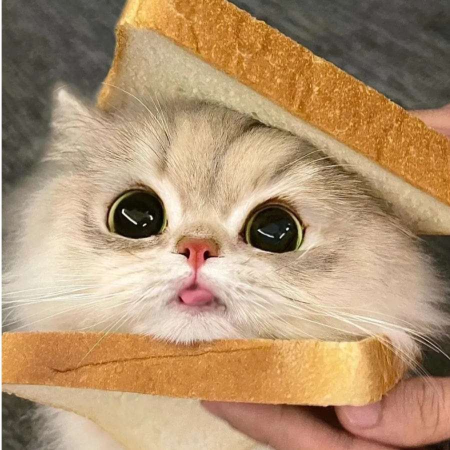 打包吐司🍞