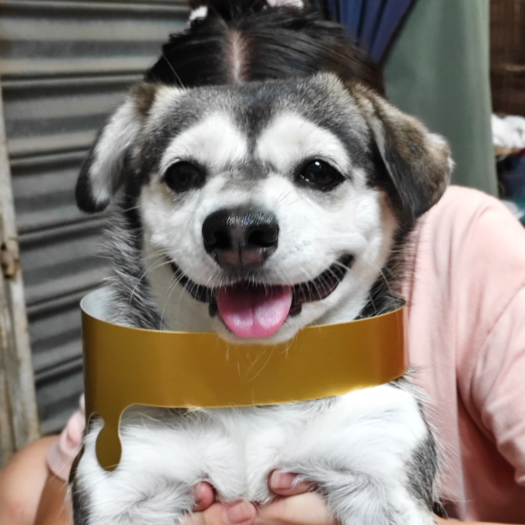 优雅的河马