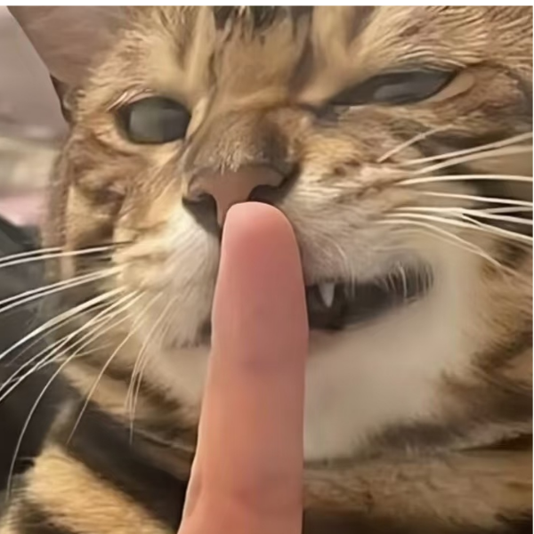 鹤年