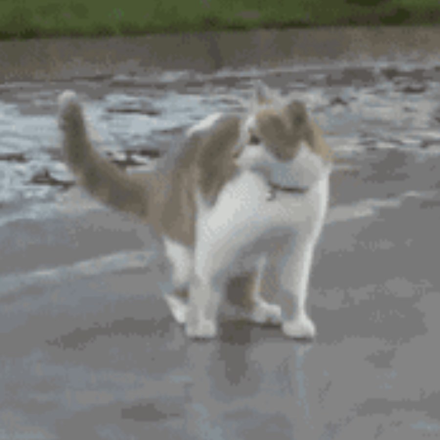 病猫