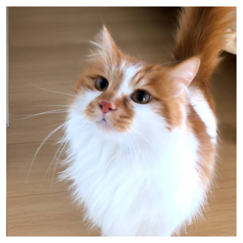猪猪是坏猫