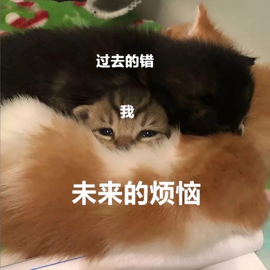 流苏七夜