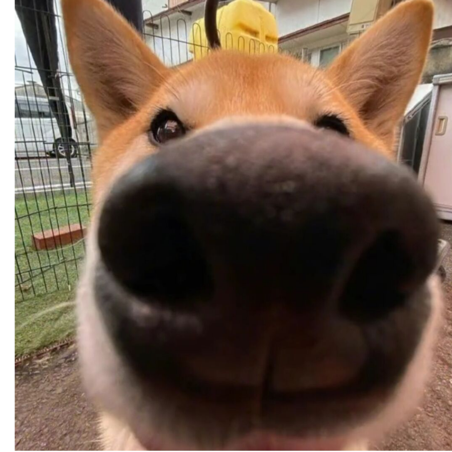 菜猪