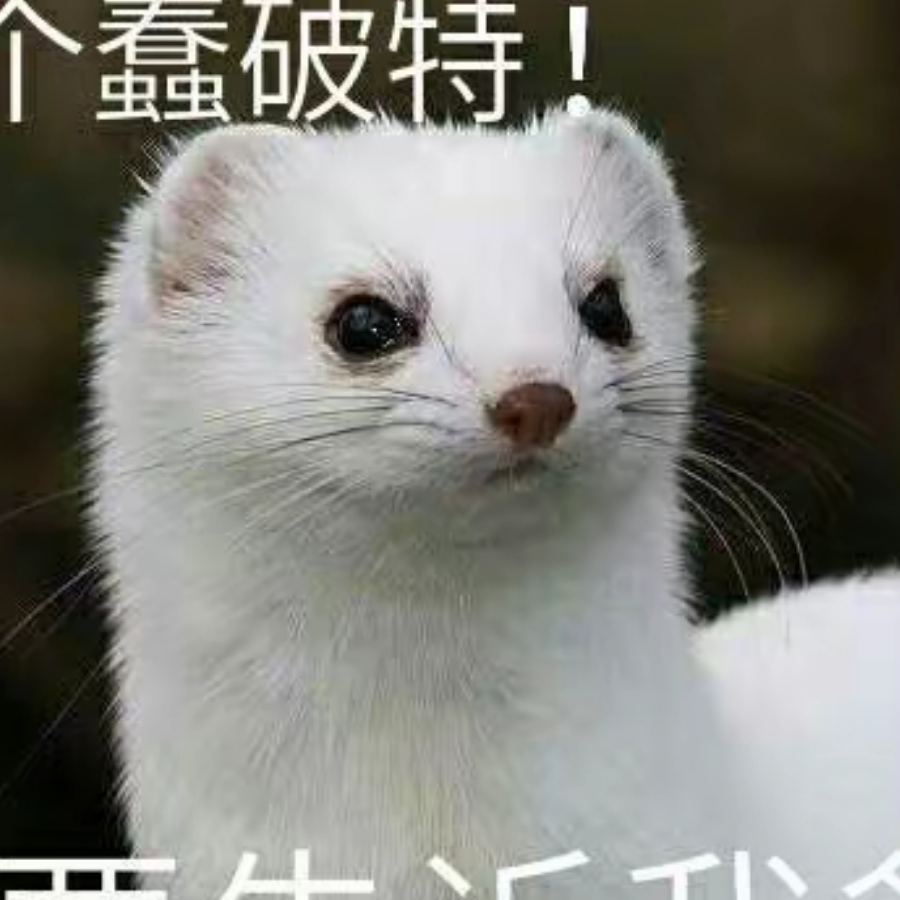 慕雪草