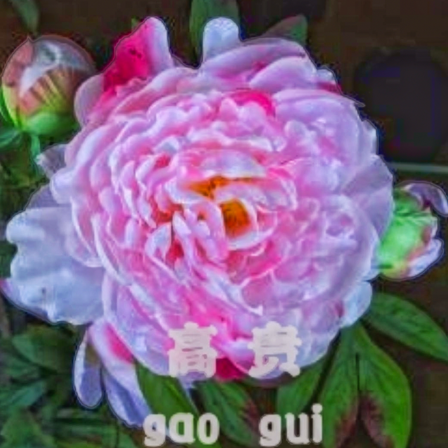 木祁炎浔