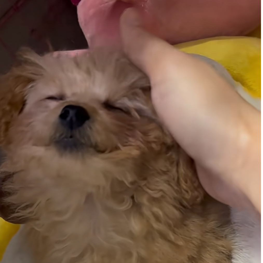 笑死我了