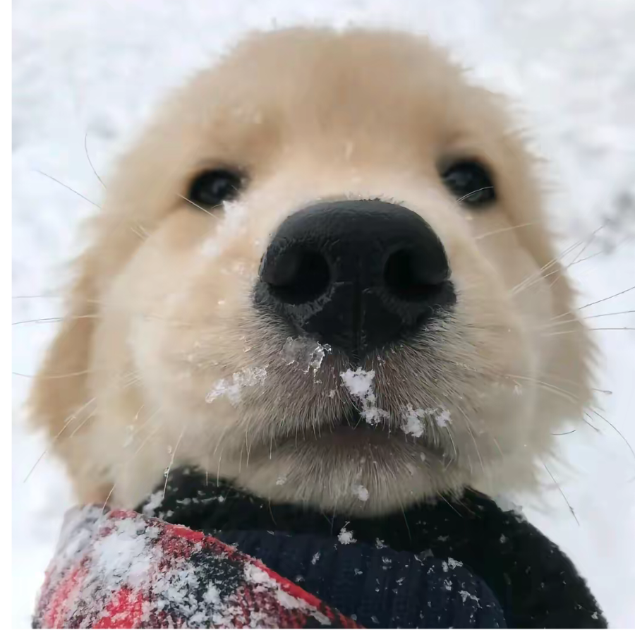 狐狸的尾巴