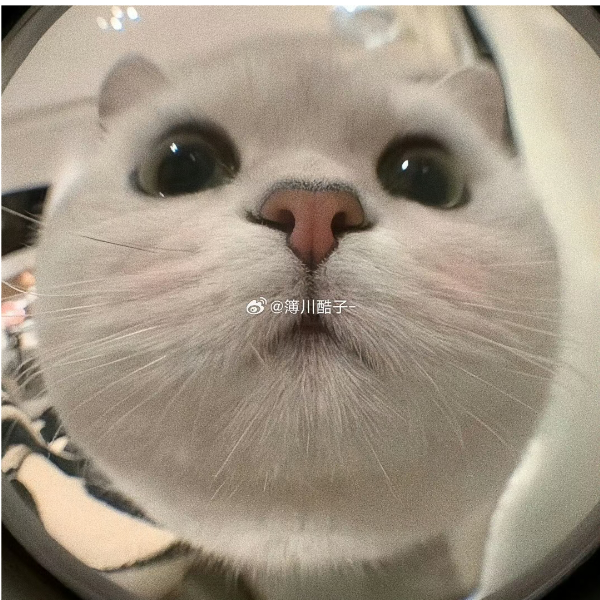 云杏