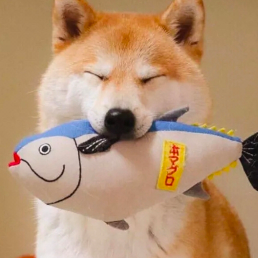 🐶旺柴🐶