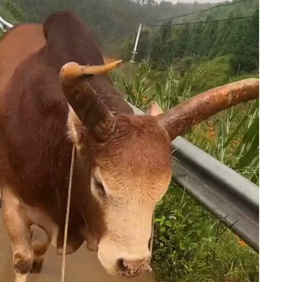 断尾
