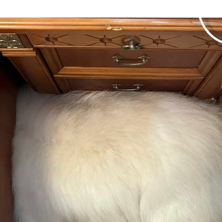 你蝶蝶飞了