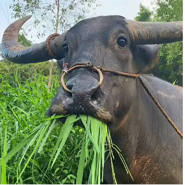 我是最靓的仔最靓的仔