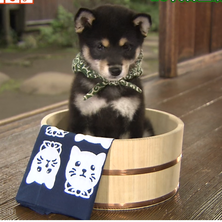 娃娃菜