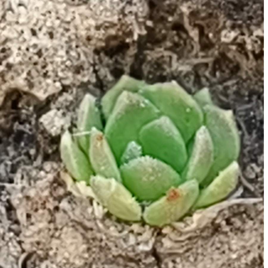 艾薇拉