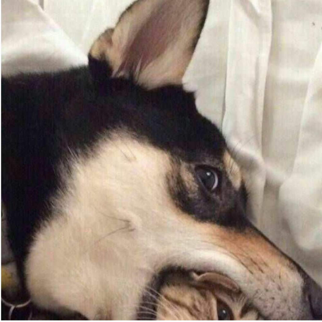 有王喵