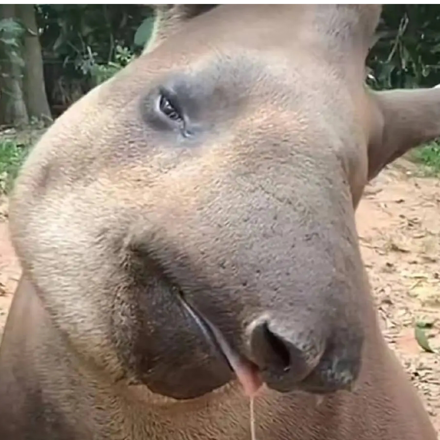 诗衣茶酒花