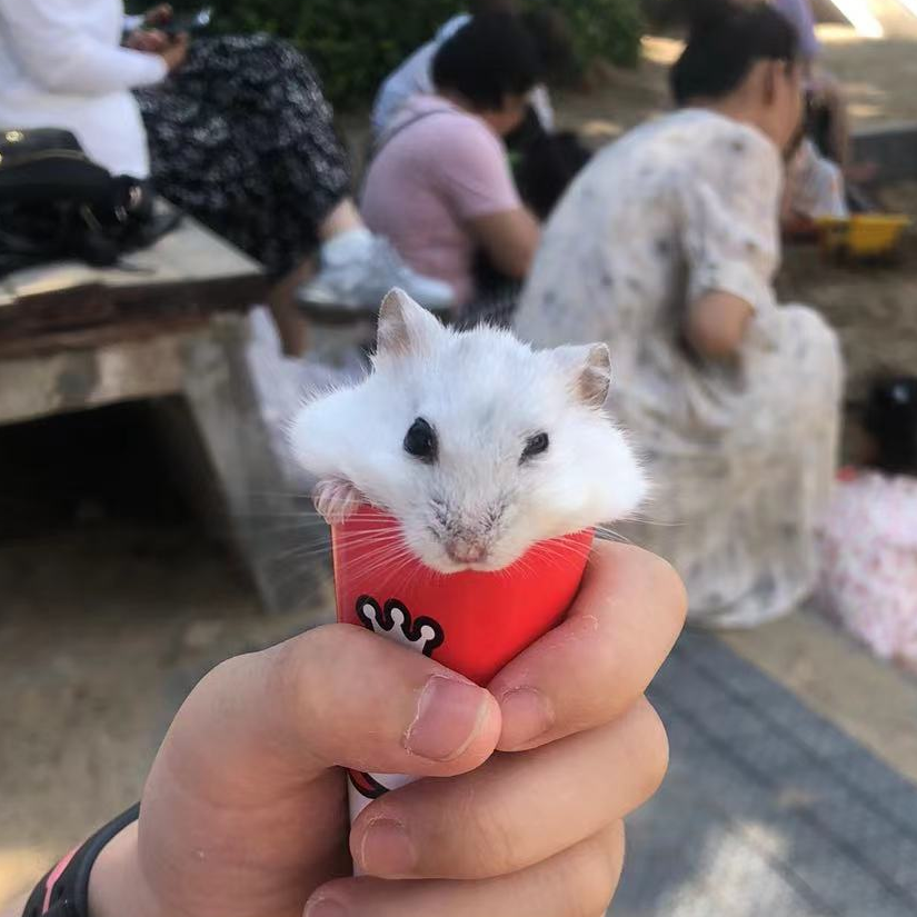 一只耗子