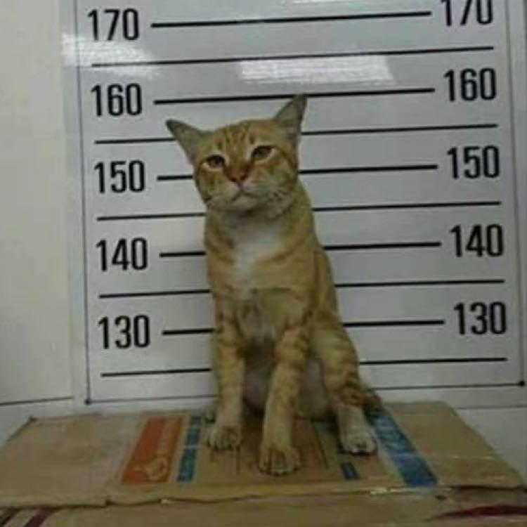 坐牢猫