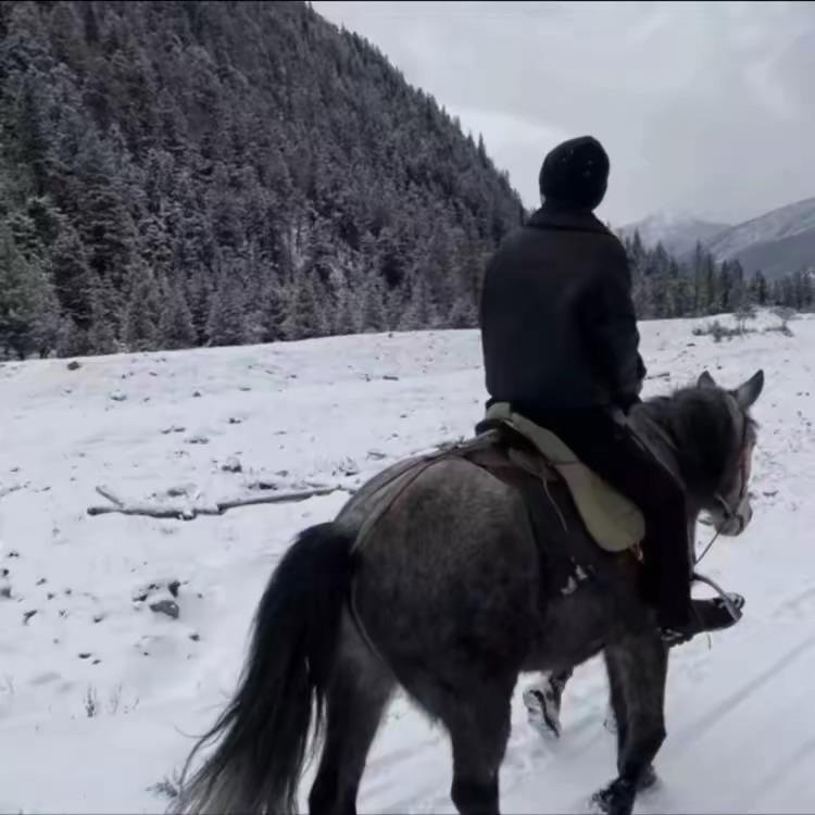 高敖曹