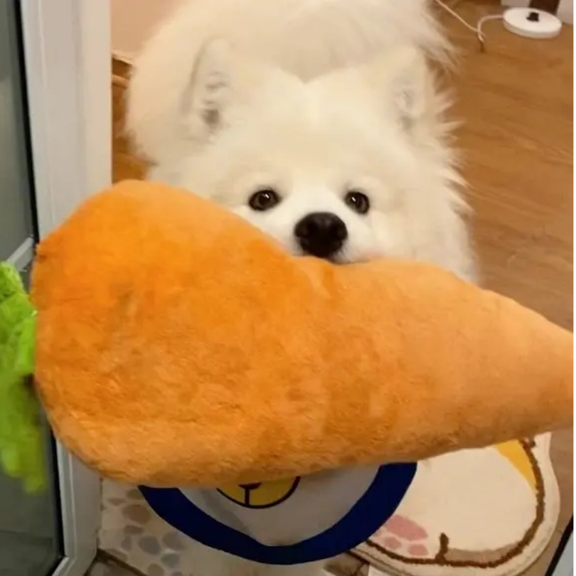 Koy