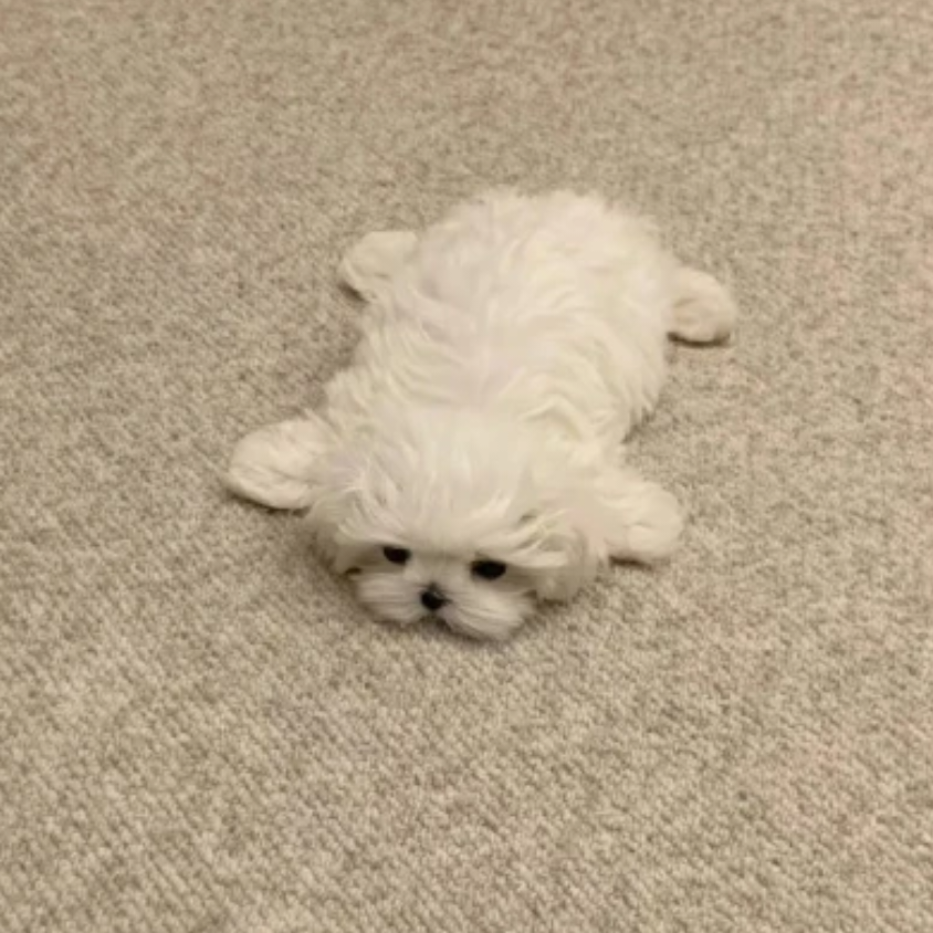 小乎