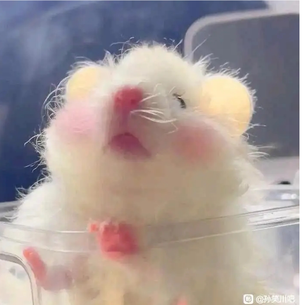 十一