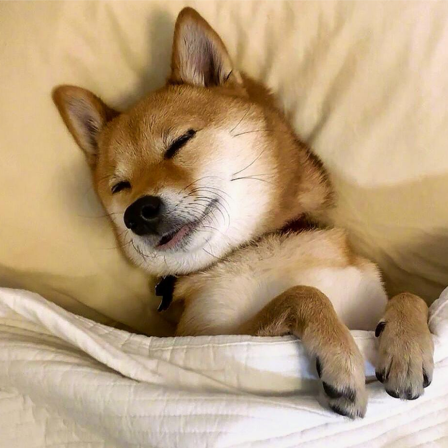 我的心巴