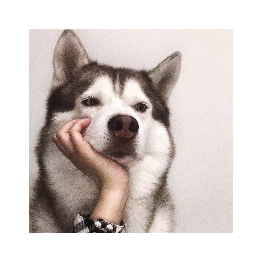 桃子灬