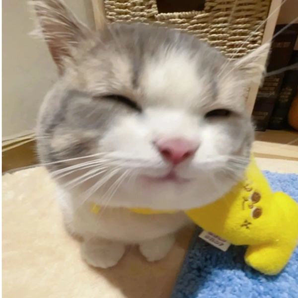 兔子