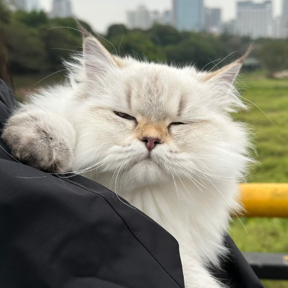 最爱小火龙