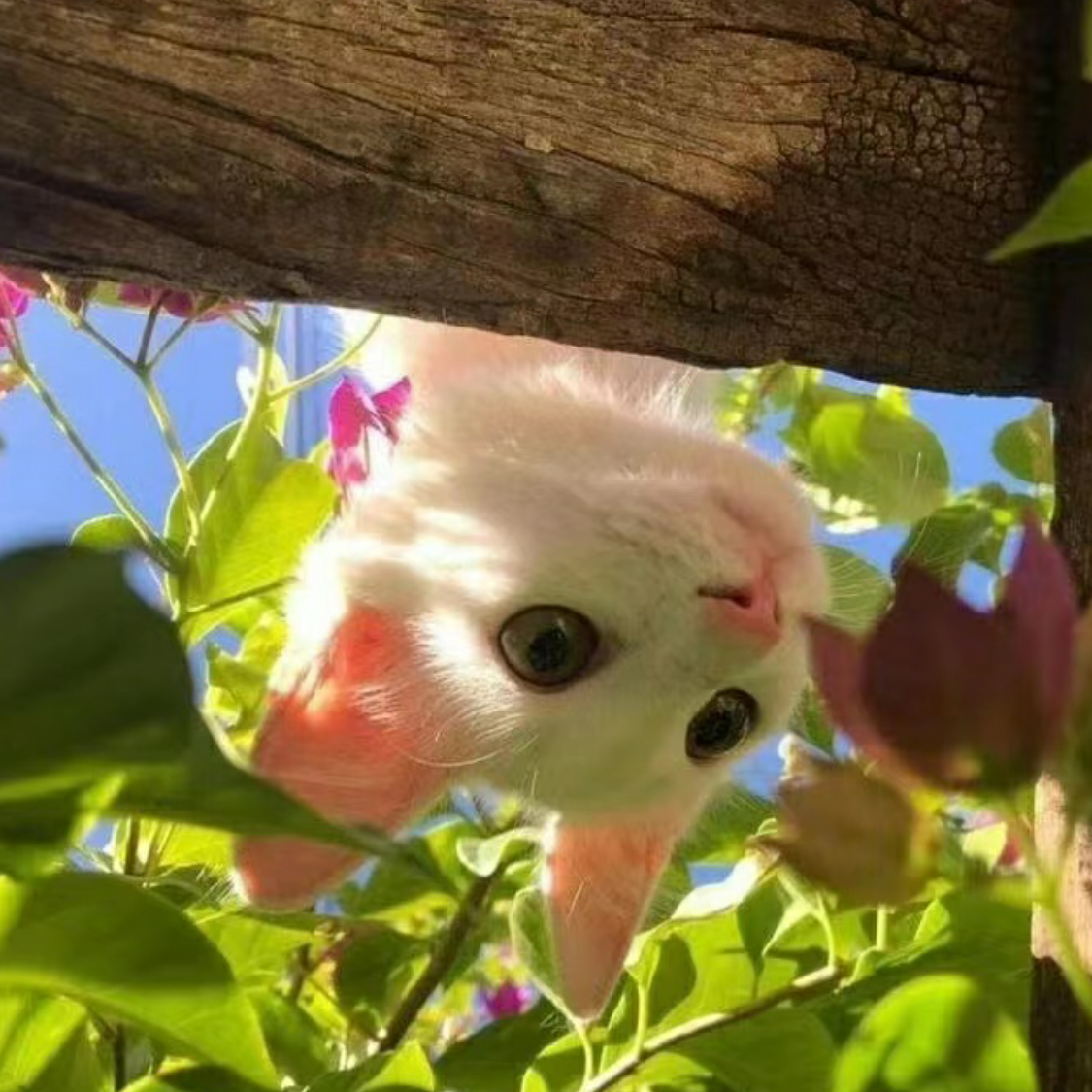 拐子马