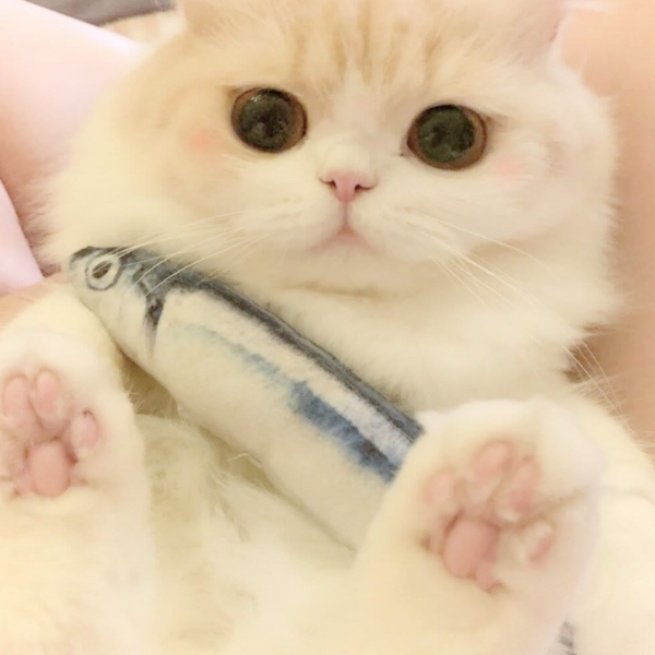 咕咕