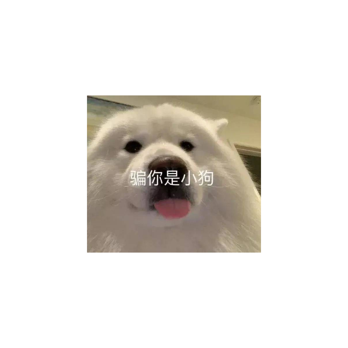 猛男喜欢樱花粉