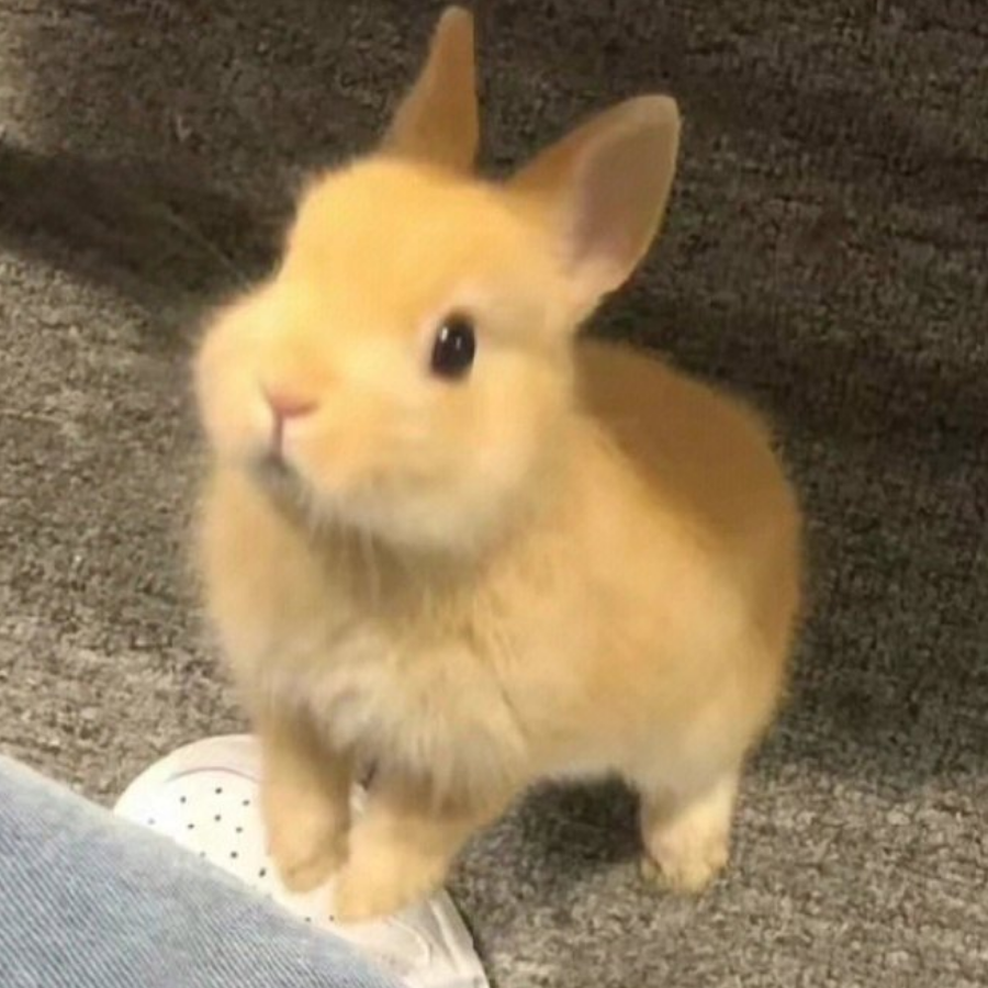 程白