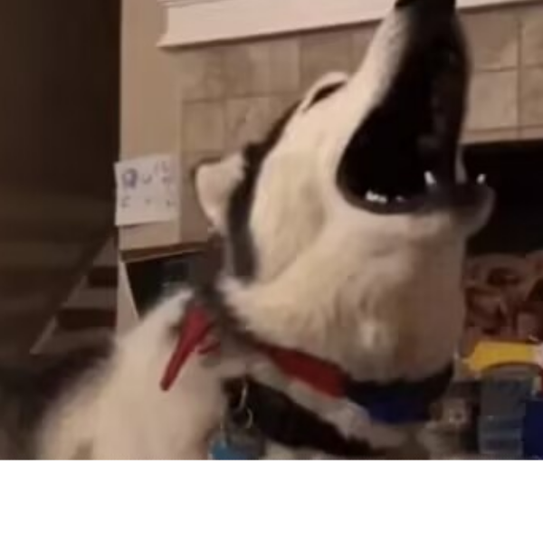 胡辣椒