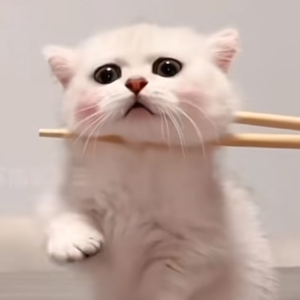 杨墩墩最阔耐
