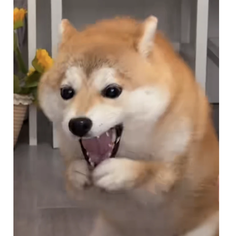 霸王柴