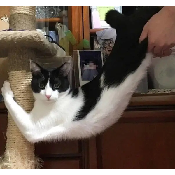 姚真