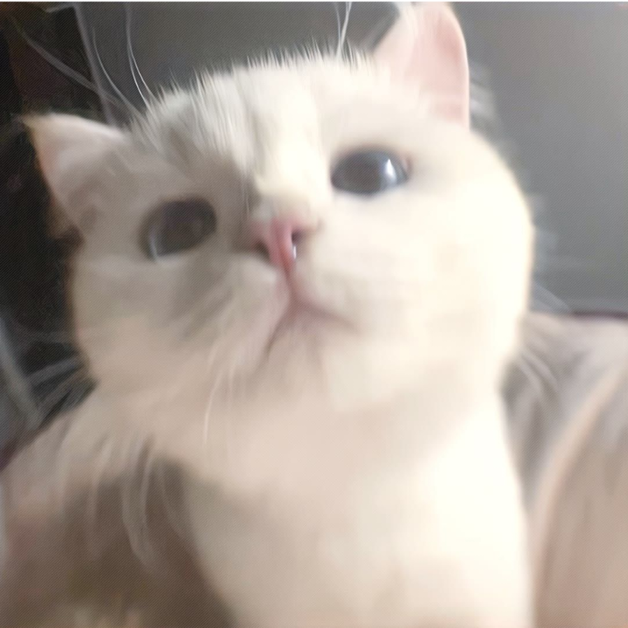 锦锦