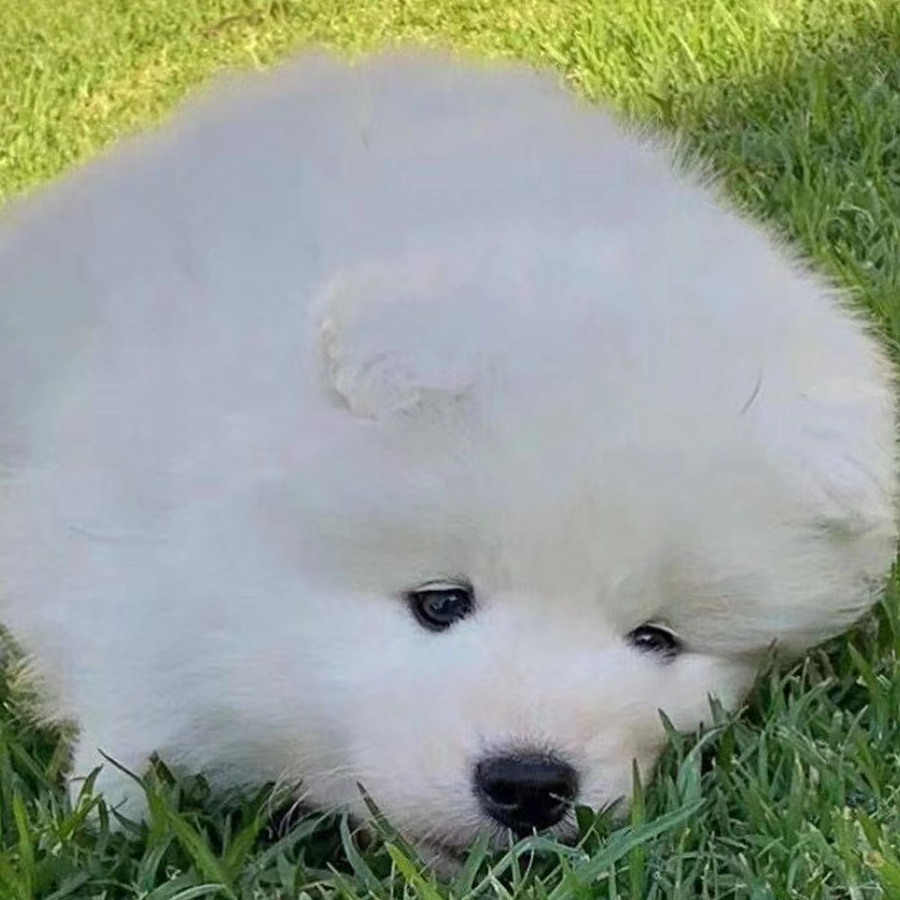 夏矞皇皇_重岳の狗限定版