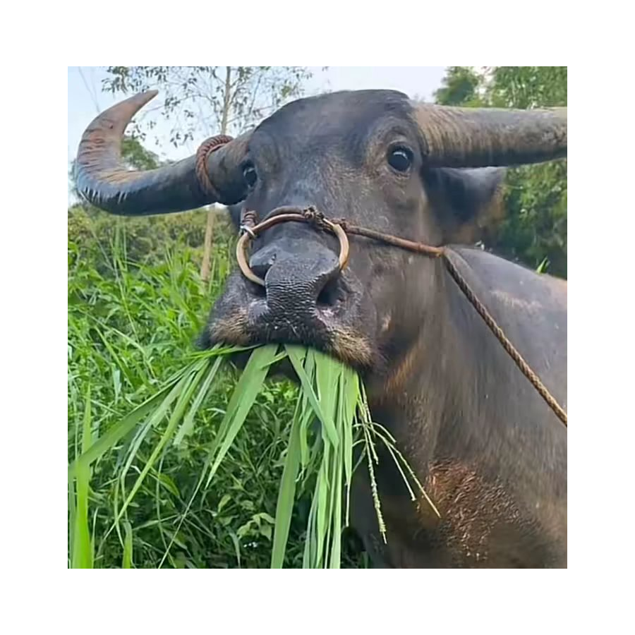小料油牛滑