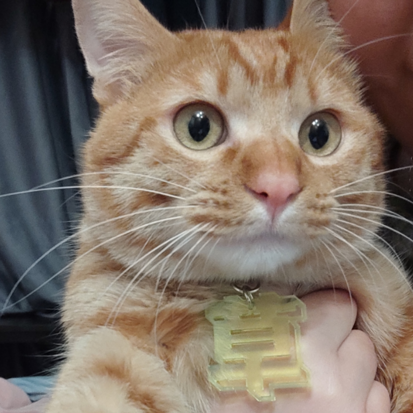 荒诞猎人