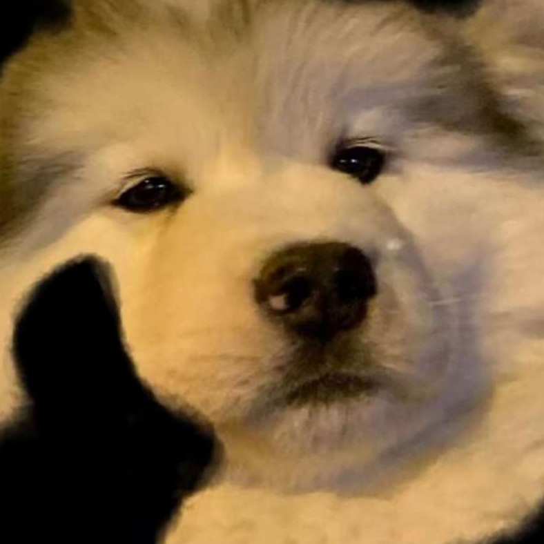 一只修勾