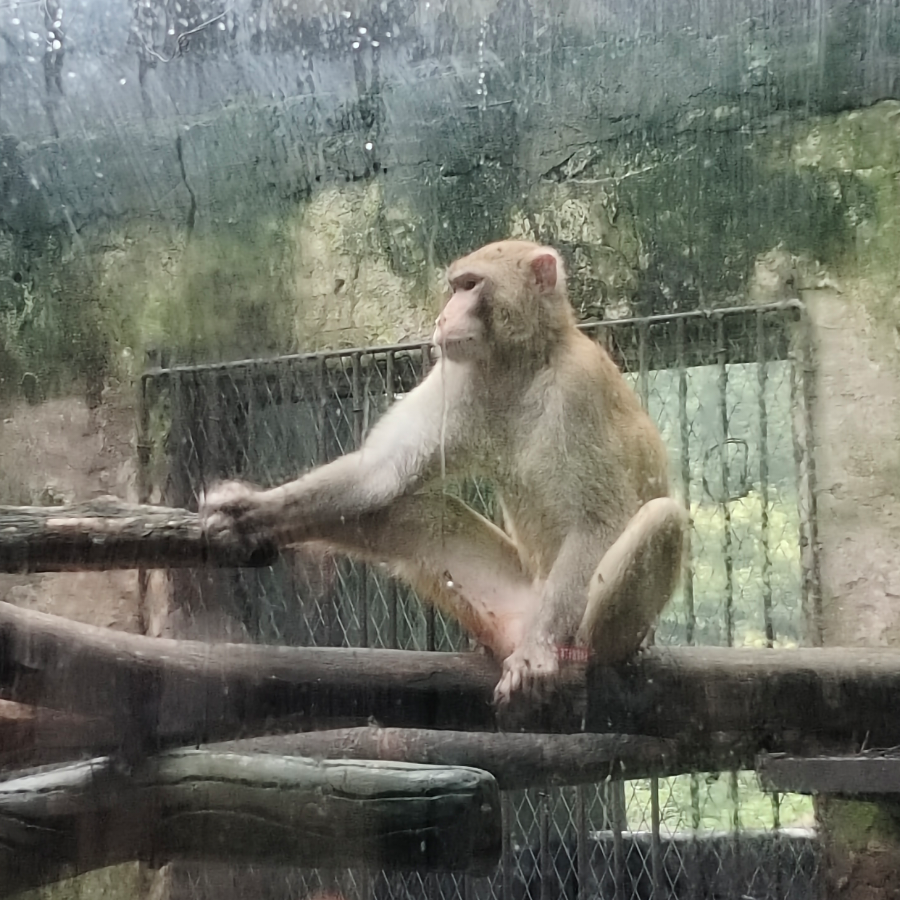 忧郁帅猴