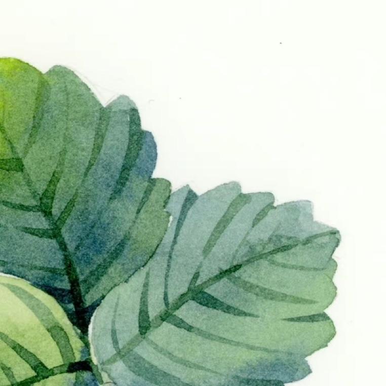 一颗甜海棠