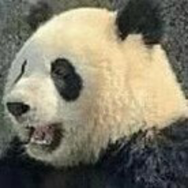 panda