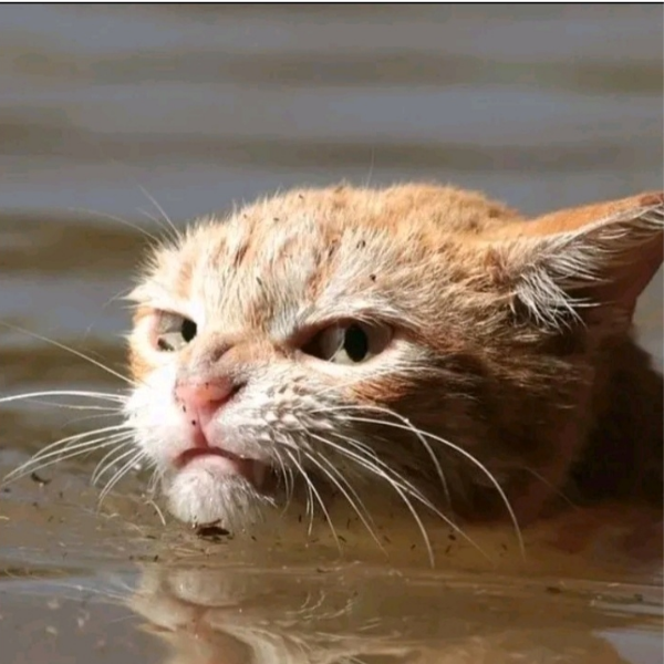 狼魁