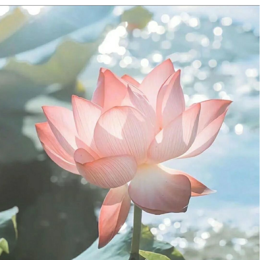 泪