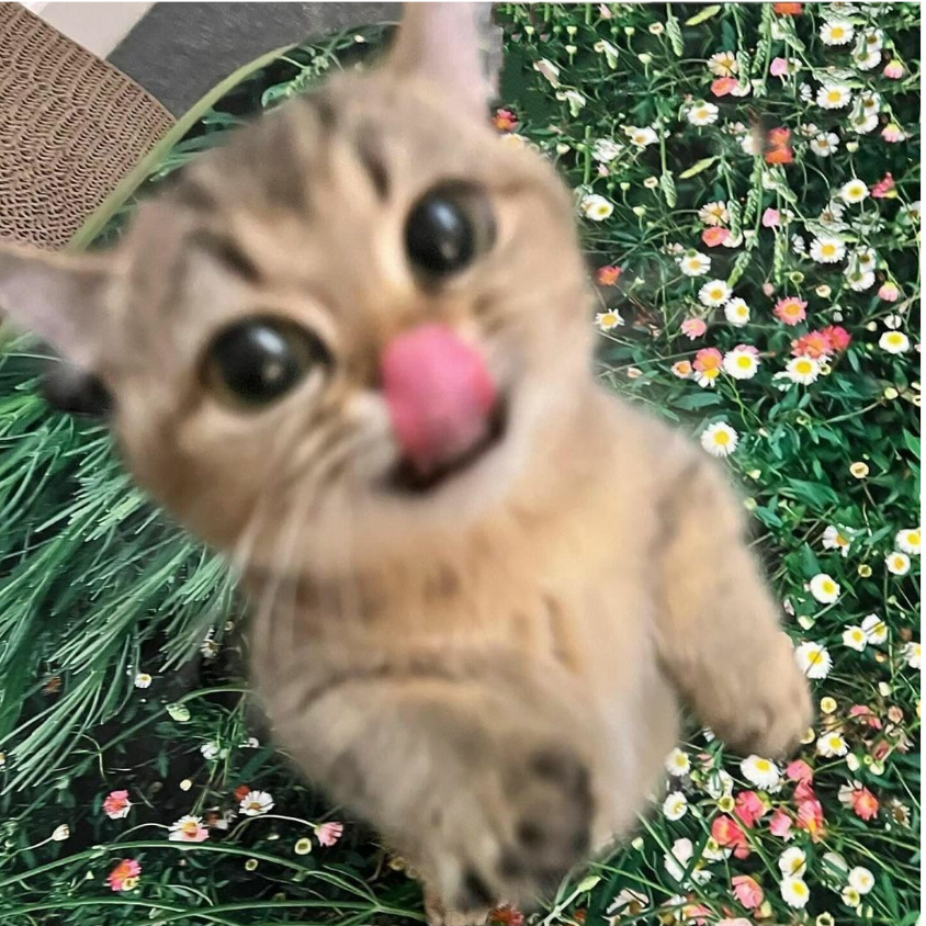 真滴黑化了。